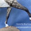 Custom Resin Arabian Stallion Dapple Grey - Image 7