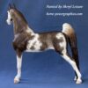 Custom Resin Saddlebred Chestnut Sabino - Image 6