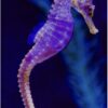 Custom Resin "Atlantis" Sea Horse Resin - Image 7