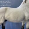 Custom Breyer *NEW* "Cosimo" Murgese Horse Blue Roan - Image 6